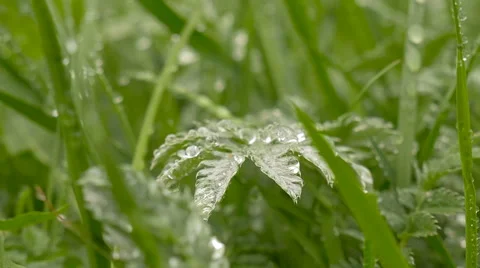 Green grass in dew Video stock 63283075