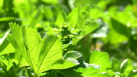Green grass in the dew Stock Footage 91326855