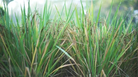 Green grass in dew Stock Footage 99299360