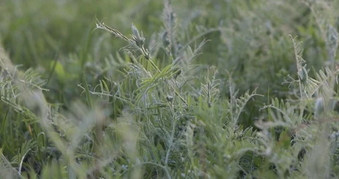 Green grass dew Stock Footage 108428060