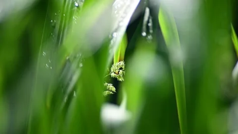 Green grass with dew Stock Footage 133807213