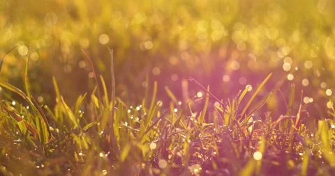 The green grass in the dew glows in the rays of the sun Stock Footage 86084638