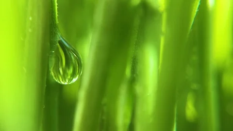 Green grass in the dew, macro 스톡 동영상 86752064