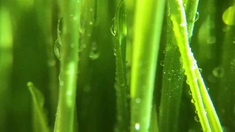 Green grass in the dew, macro video Stock Footage 86752060