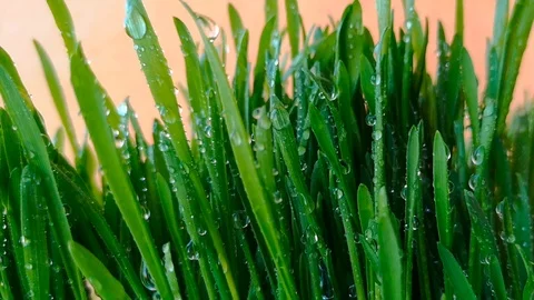 Green grass with dew moves slightly Stock Footage 104193395