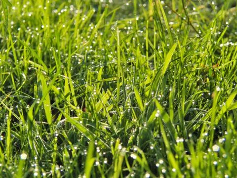 Green grass with dew Stock Photos