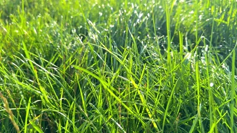 Green grass with dew shining from the sun, nature background Stock Footage 329057381