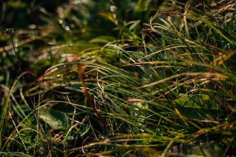 Green grass in dew at sunset Stock Photos