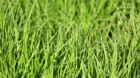 Green grass with dew video Stock Footage 43309098