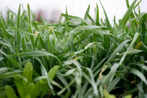 Green grass with dewdrops on stems Stock Photos