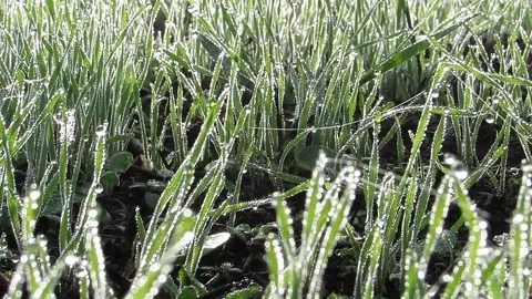 Green grass with dewdrops in sunlight Video stock 141073957