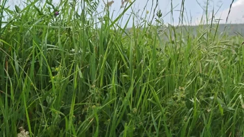 Green grass, dirt path and blue sky with clouds Stock-Footage 310309336
