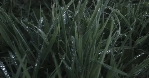 Green grass with distinct dew drops clinging to individual blades Stock Footage 345314394