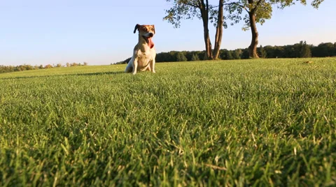 Green grass dog Vídeo Stock 45864661