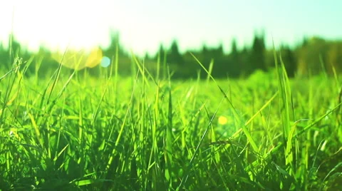 Green Grass Dolly In 库存影片 45913536