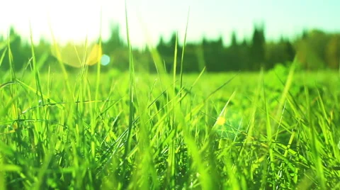 Green Grass Dolly Out 库存影片 45913519