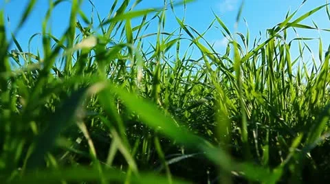 Green grass dolly shot Stock Footage 12325874