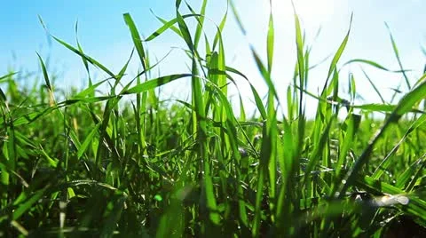 Green grass dolly shot Stock Footage 12341607