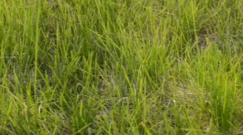 Green grass, dolly shot Stockbeeldmateriaal 22923167