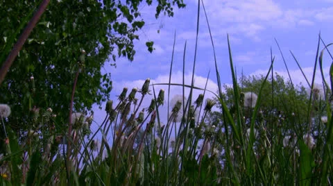 Green grass with dried dandelions. Vídeo Stock 24637944
