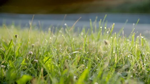 Green Grass with Drops of Dew Stock Footage 99066777