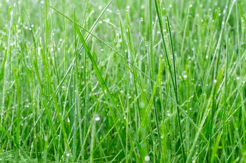 Green grass in drops of dew Foto stock