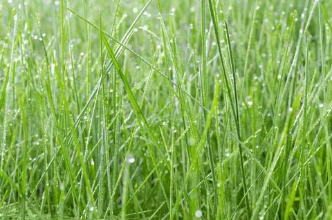 Green grass in drops of dew Stock Photos