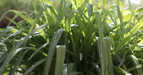 Green grass with drops of water Stock Footage 108434081