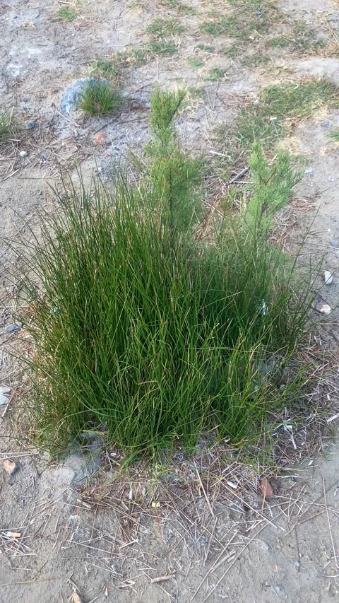 Green grass in a dry area. Vertical video for social media Stock Footage 287339966