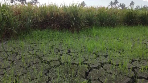 Green grass in the dry land Stock Footage 150206124