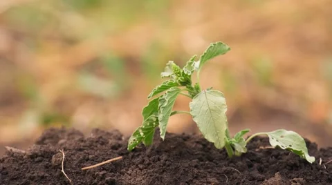 Green grass drying in vegetable garden Vidéo 7745623