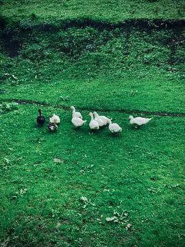 Green grass &amp; ducks Foto stock