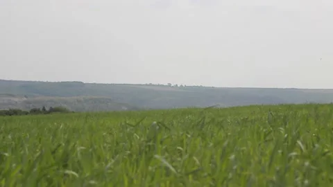 The green grass during the daytime Video stock 89923281