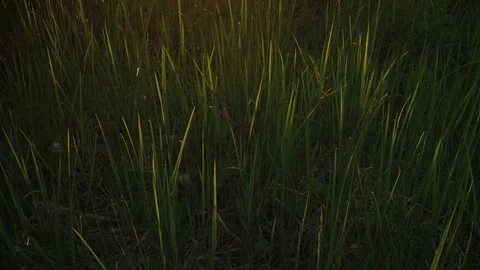 Green grass during sunset or sunrise, sunlight breaking through grass and trees Stock Footage 81630491