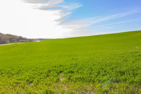 Green grass in early spring grows in a field on a sunny day against a backgro Stock Photos