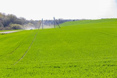 Green grass in early spring grows in a field on a sunny day against a backgro Stock Photos