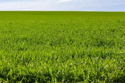 Green grass in early spring grows in a field on a sunny day against a backgro Stock Photos
