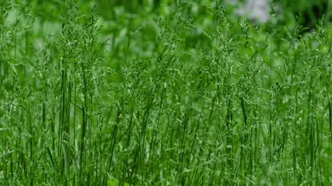 Green grass with ears of corn moves in the wind Stock Footage 311956550