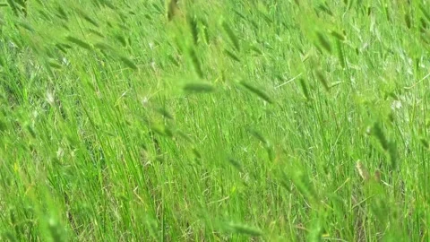 Green grass ears Vídeo Stock 337661362