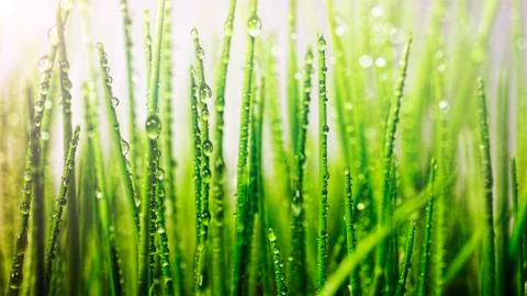 Green Grass, Easter, Young Grass, sun's rays, Spring abstract background Foto stock