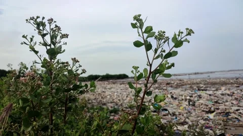 Green Grass On The Edge Of Beach Garbage Stock Footage 230701030