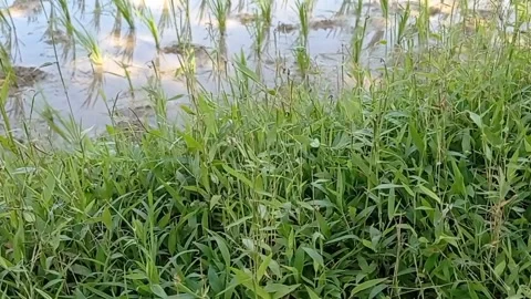 Green grass on the edge of the fields. Stock Footage 239734507