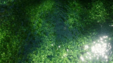 Green grass in the emerald river with clear water Stock Footage 113950677