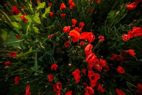 Green grass emerging through bright red poppies in a field Stock Photos