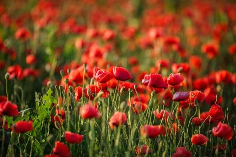 Green grass emerging through bright red poppies in a field Stock Photos