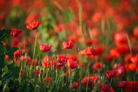 Green grass emerging through bright red poppies in a field Stock Photos
