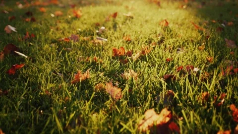 Green Grass with Fallen Leaves in Morning Sunlight – Peaceful Nature Scene Stock Footage 310614522