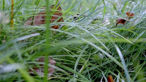 Green grass with fallen leaves swaying lightly in the wind. Natural meadow grass Stock Footage 253894533