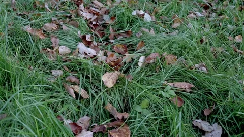 Green grass with fallen leaves swaying lightly in the wind. Natural meadow grass Stock Footage 253894534