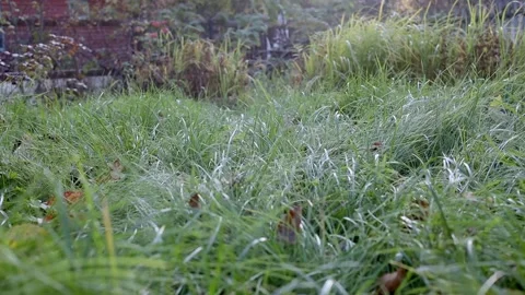 Green grass with fallen leaves swaying lightly in the wind. Natural meadow grass Stock Footage 253894877